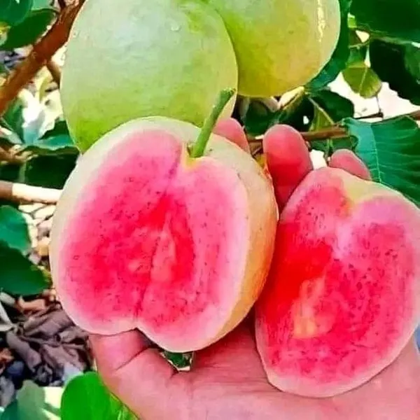 Hybrid_Red_Diamond_Guava_Plant_(1.5-3_Feet_Height_Pack_Of_1)