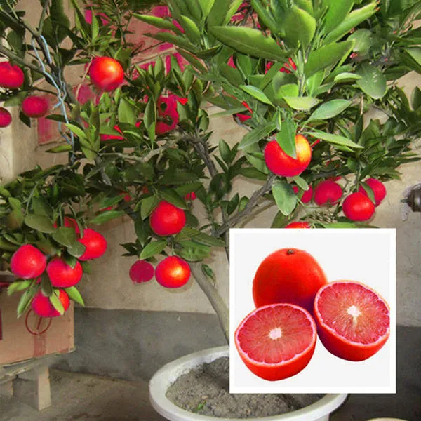 Hybrid_Red_Malta_Orange_|_Grafted_Plant