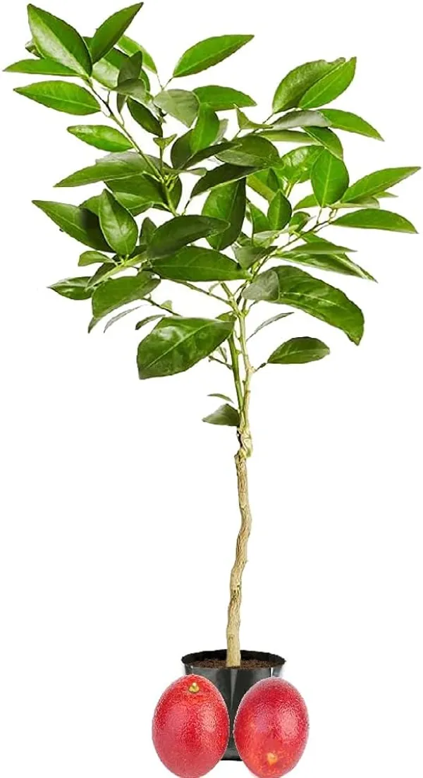 Hybrid_Red_Malta_Orange_|_Grafted_Plant