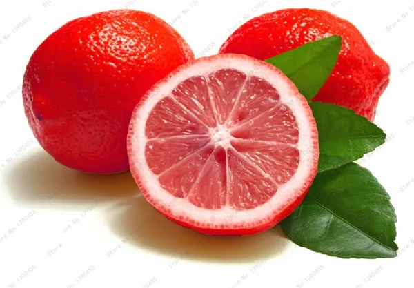 Hybrid_Red_Malta_Orange_|_Grafted_Plant