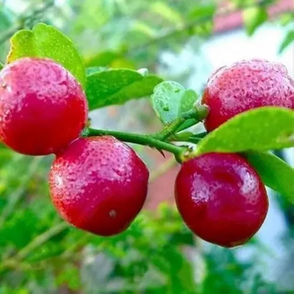 Hybrid_Red_Pati_Lemon_Plant_|_Grafted_Plant_(1.5-3_Feet_Height_Pack_Of_1)