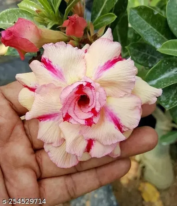 Hybrid_Rosey_Verity_Grafting_Adenium_Plant__(Pack_of-1_)