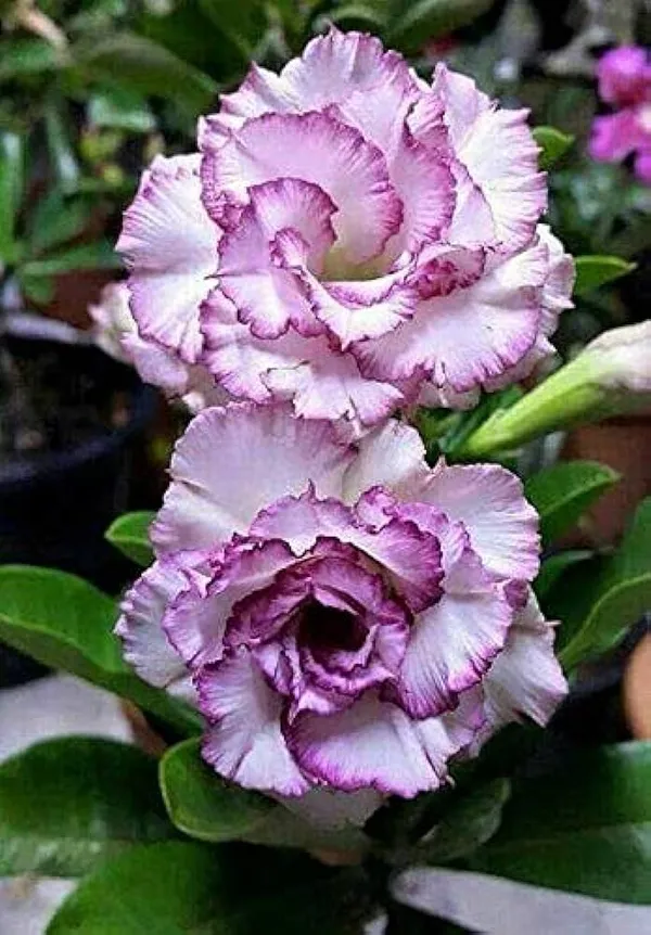 Hybrid_Rosey_Verity_Grafting_Adenium_Plant__(Pack_of-1_)