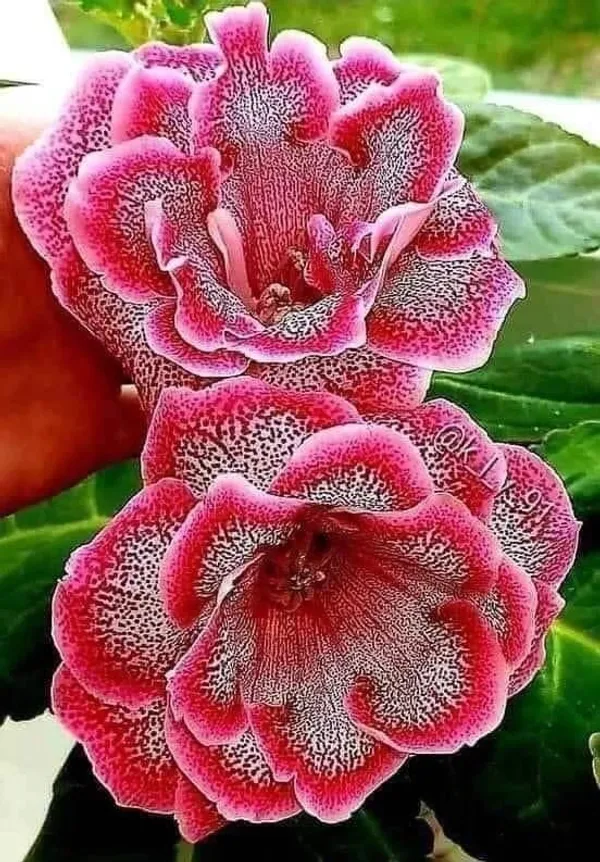 Hybrid_Rosey_Verity_Grafting_Adenium_Plant__(Pack_of-1_)