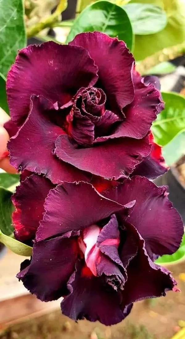 Hybrid_Rosey_Verity_Grafting_Adenium_Plant__(Pack_of-1_)