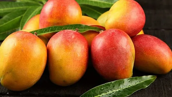 Hybrid_Sindur_Kouta_Mango_Grafting_Plant