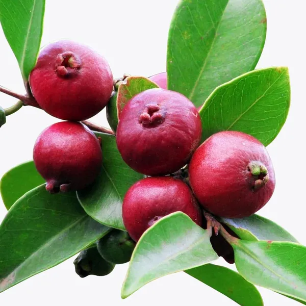 Hybrid_Strawberry_Guava_Plant