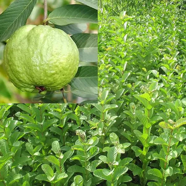Hybrid_Thai-7_Guava_Plant_(1.5-2_Feet_Height_Pack_Of_1)