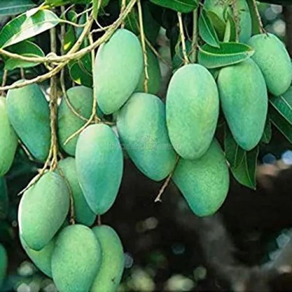 Hybrid_Thai_All_Time_Mango_Grafting_Plant_(1.5-2_Feet_Height_Pack_Of_1)