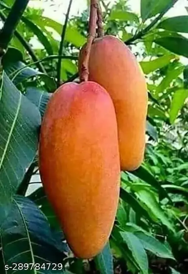 Hybrid_Thai_Banana_Mango_Grafting_Plant_🥭🥭🥭_(1.5-3_Feet_Height_Pack_Of_1)