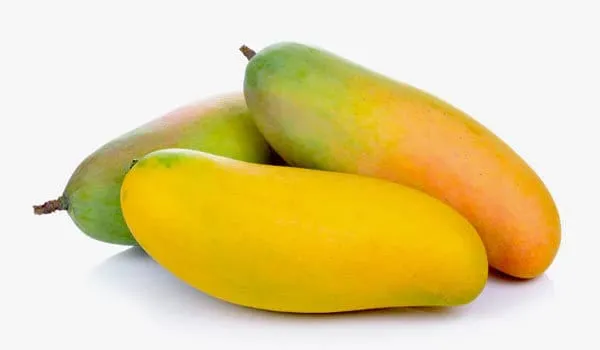 Hybrid_Thai_Banana_Mango_Grafting_Plant_🥭🥭🥭_(1.5-3_Feet_Height_Pack_Of_1)