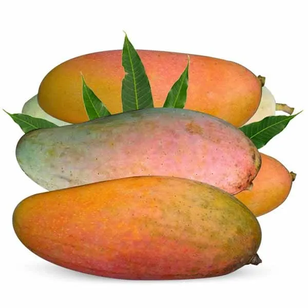Hybrid_Thai_Banana_Mango_Grafting_Plant_🥭🥭🥭_(1.5-3_Feet_Height_Pack_Of_1)