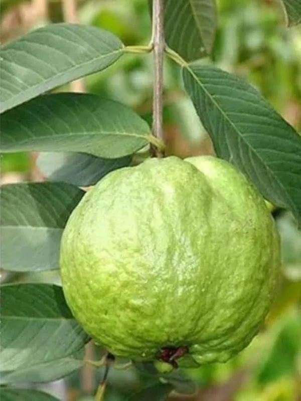 Hybrid_Thai_Kg_Guava_Plant