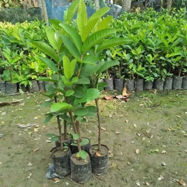 Hybrid_Thai_Kg_Guava_Plant