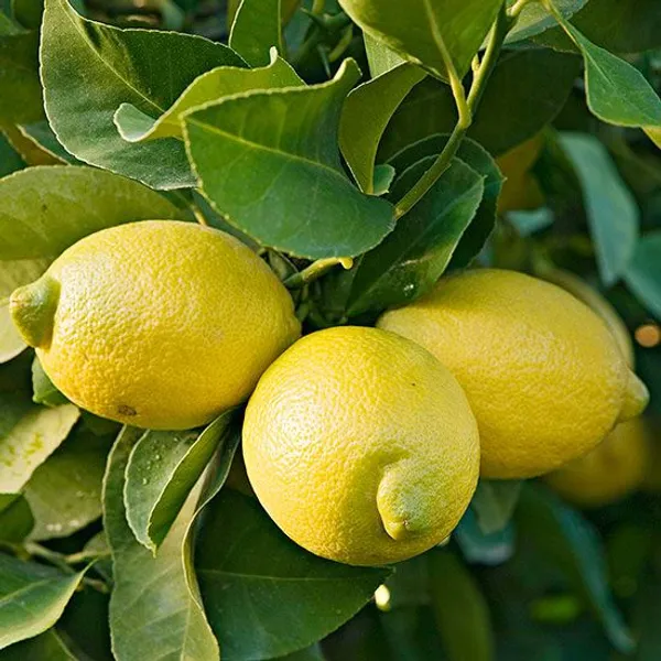 Hybrid_Thai_Meyer_Lemon_Plant_|_Grafting_Plant_(Pack_Of_1)