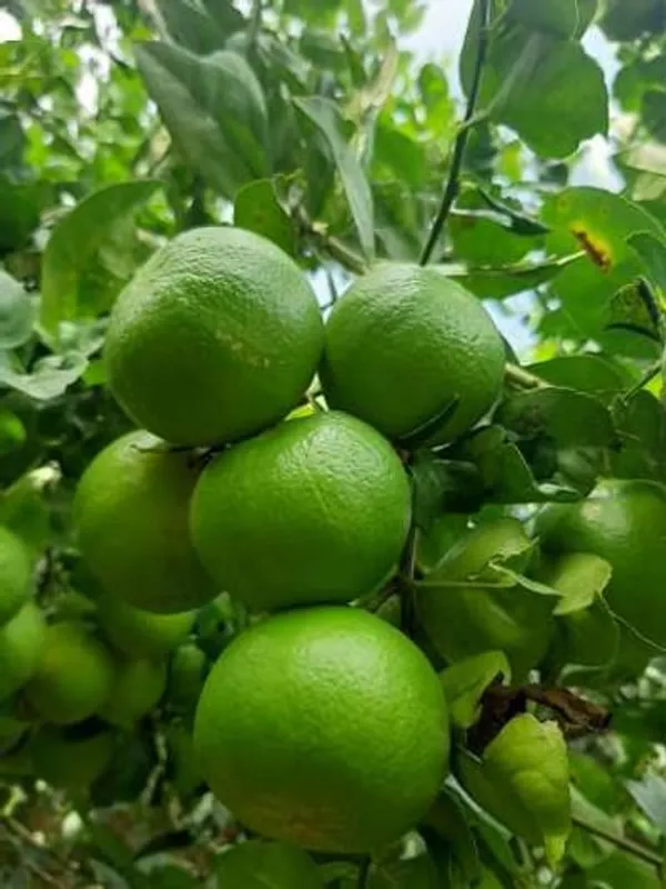 Hybrid_Thai_Pati_Lemon_Plant_|_Grafting_Plant