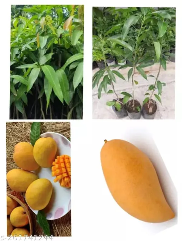 Hybrid_Three_Taste_Mango_Grafting_Plant