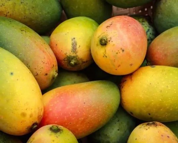 Hybrid_Totapuri_Mango_Grafting_Mango