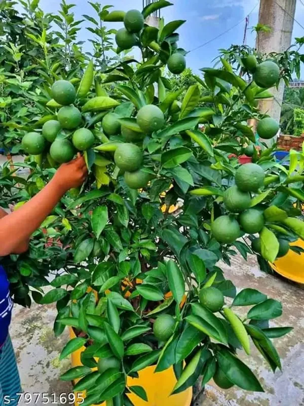 Hybrid_Vietnam_All_Time_Malta_Orange_|_Grafted_Plant