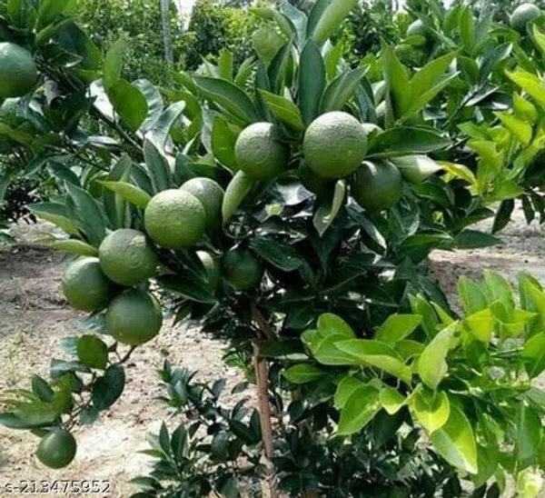 Hybrid_Vietnam_All_Time_Malta_Orange_|_Grafted_Plant