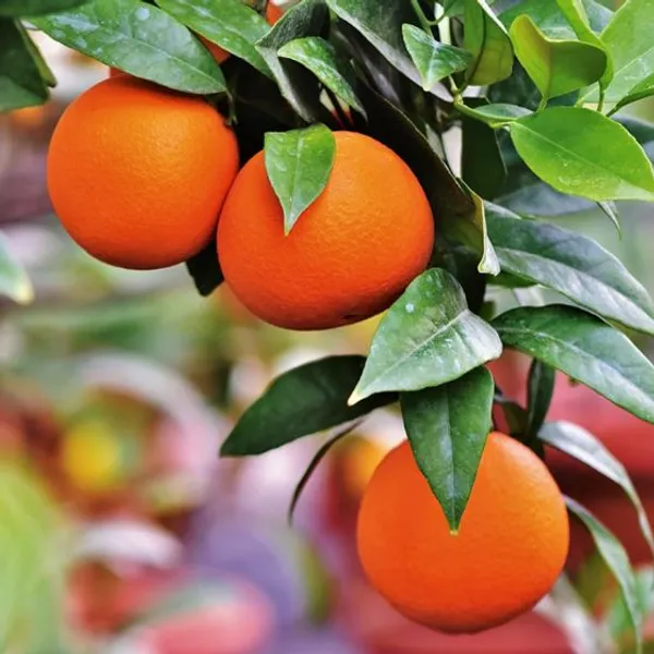 Hybrid_Washington_Navel_Orange_|_Grafted_Plant_(1.5-3_Feet_Height_Pack_Of_1)