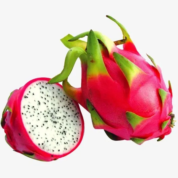 Hybrid_White_Dragon_Fruit_Plant