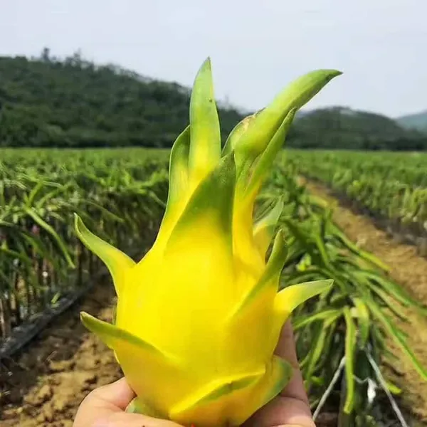 Hybrid_Yellow_Dragon_Fruit_Plant