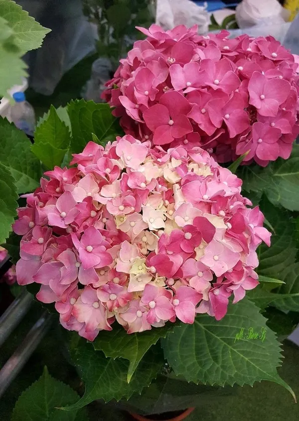 Hydrangea_Flower_Plant_Bey_Colour_11