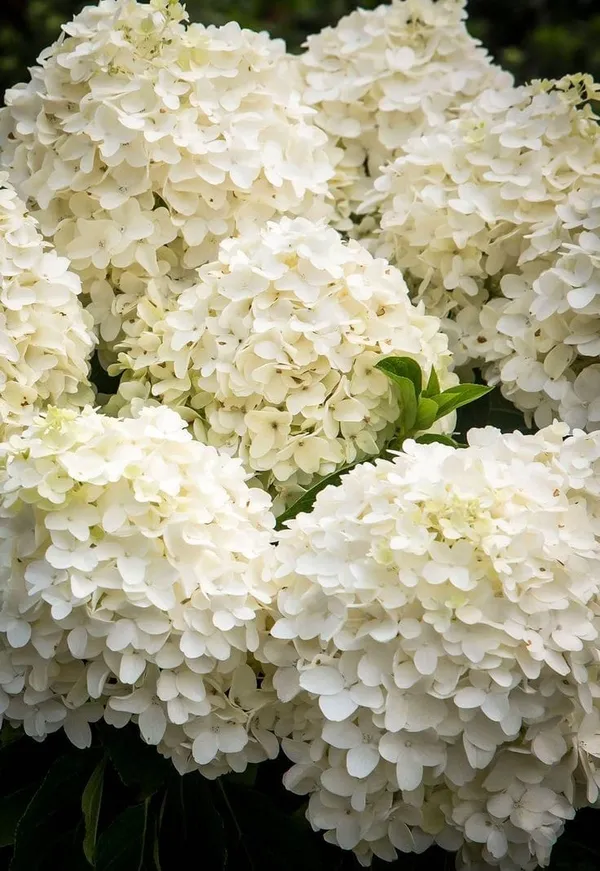 Hydrangea_Flower_Plant_Bey_Colour