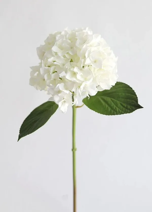 Hydrangea_Flower_Plant_Bey_Colour