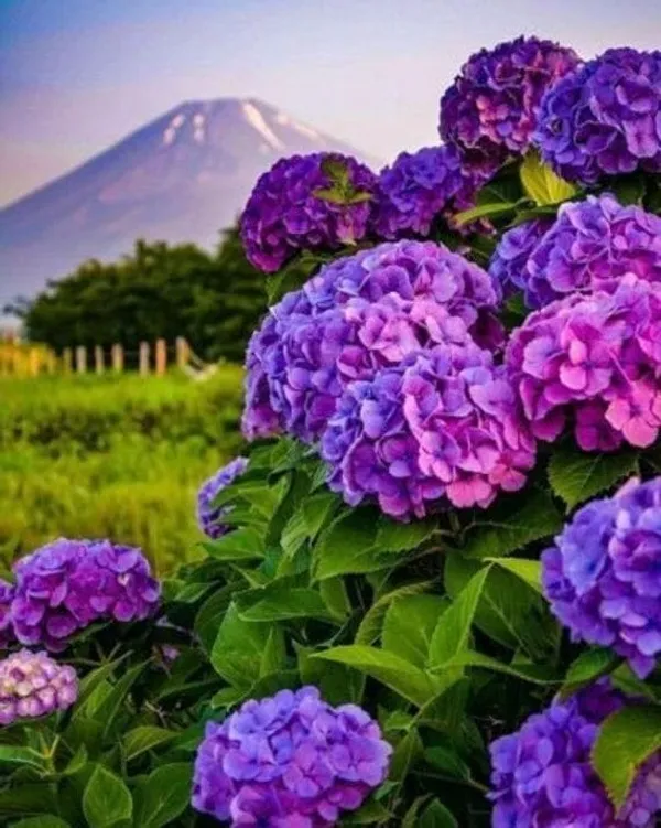 Hydrangea_Flower_Plant_Bey_Colour_3