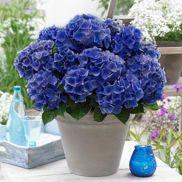 Hydrangea_Flower_Plant_Bey_Colour_8