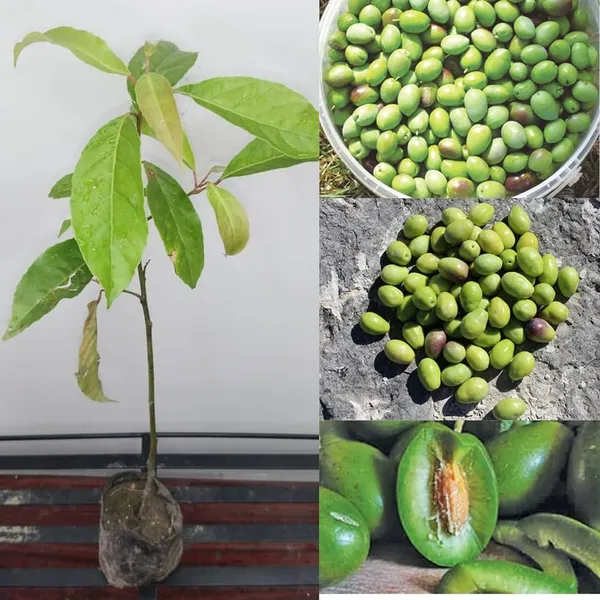 Indian_Verity_Olive_Plant