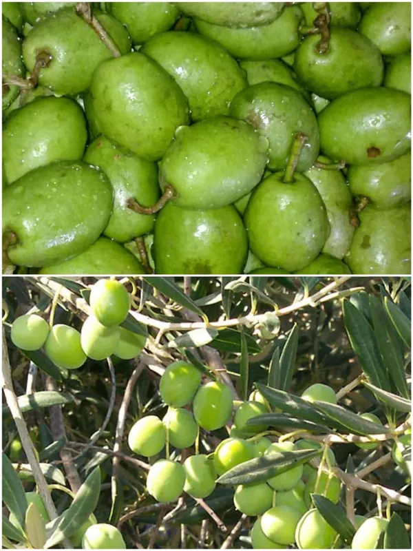 Indian_Verity_Olive_Plant