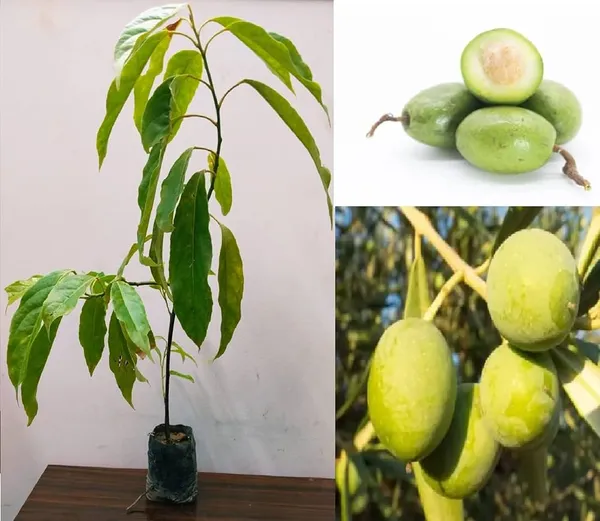 Indian_Verity_Olive_Plant