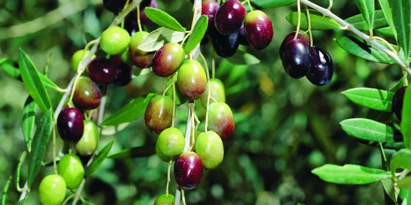 Italian_Verity_Sweet_Olive_Plant_(1.5-3_Feet_Height_Pack_Of_1)