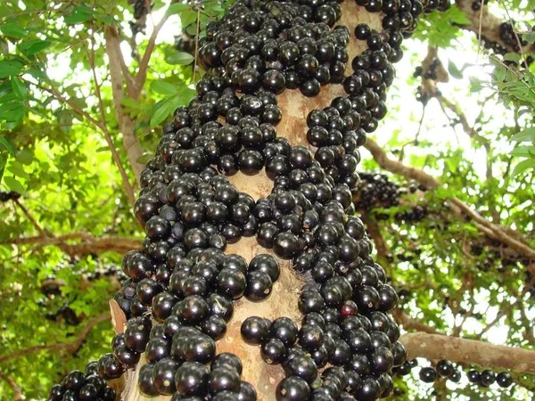 Jaboticaba_Fruit_Plant