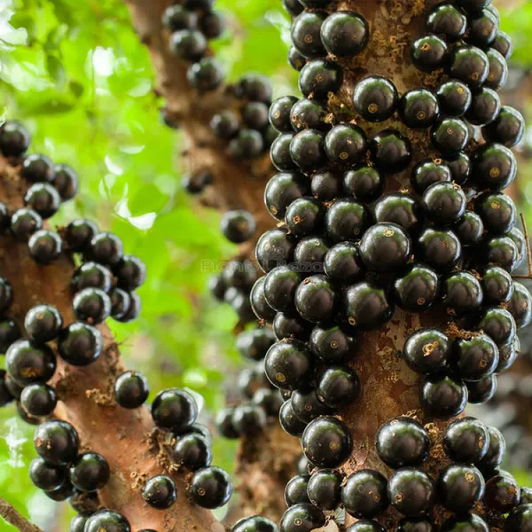 Jaboticaba_Fruit_Plant