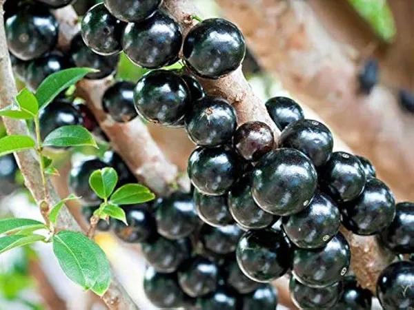 Jaboticaba_Fruit_Plant