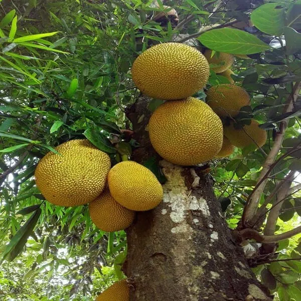 Jackfruit_plant_Hybrid_(Grafted)