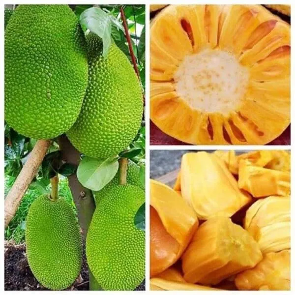 Jackfruit_plant_Hybrid_(Grafted)