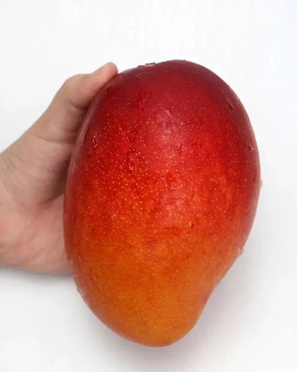 Japanese_Miyazaki_Mango_Hybrid_&_Grafted_Plant_|_Pack_Of_1_(1.5-3_Feet_Height)