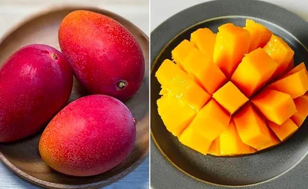 Japanese_Miyazaki_Mango_Hybrid_&_Grafted_Plant_|_Pack_Of_1_(1.5-3_Feet_Height)