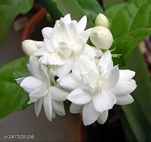 Jasmine_Mini_(Mogra)Flower_Plant