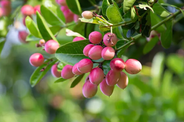 Karanda_Fruit_Plant