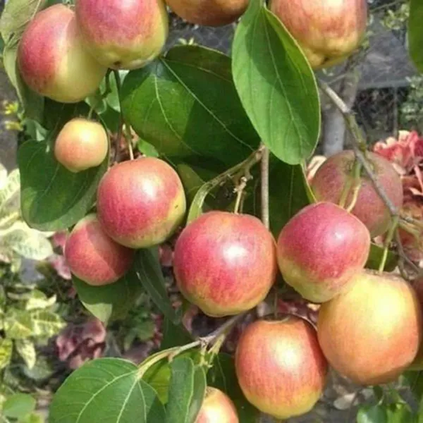 Kasmiri_Apple_Ber_Plant_Grafted