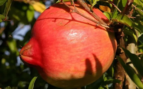 Kazake_Pomegranate_Fruit_Plant
