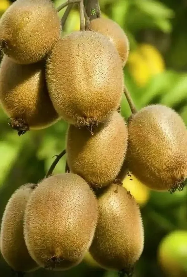 Rare_Kiwi_Fruit_Plant_|_Grafting_plant_(1.5-2_Feet_Height_Pack_Of_1)
