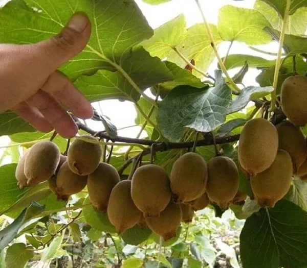 Rare_Kiwi_Fruit_Plant_|_Grafting_plant_(1.5-2_Feet_Height_Pack_Of_1)