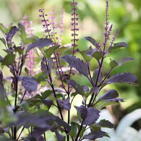 Krishna_Tulsi_Plant_|_Holy_Basil_|_Pack_Of_1